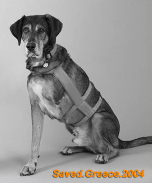dog2